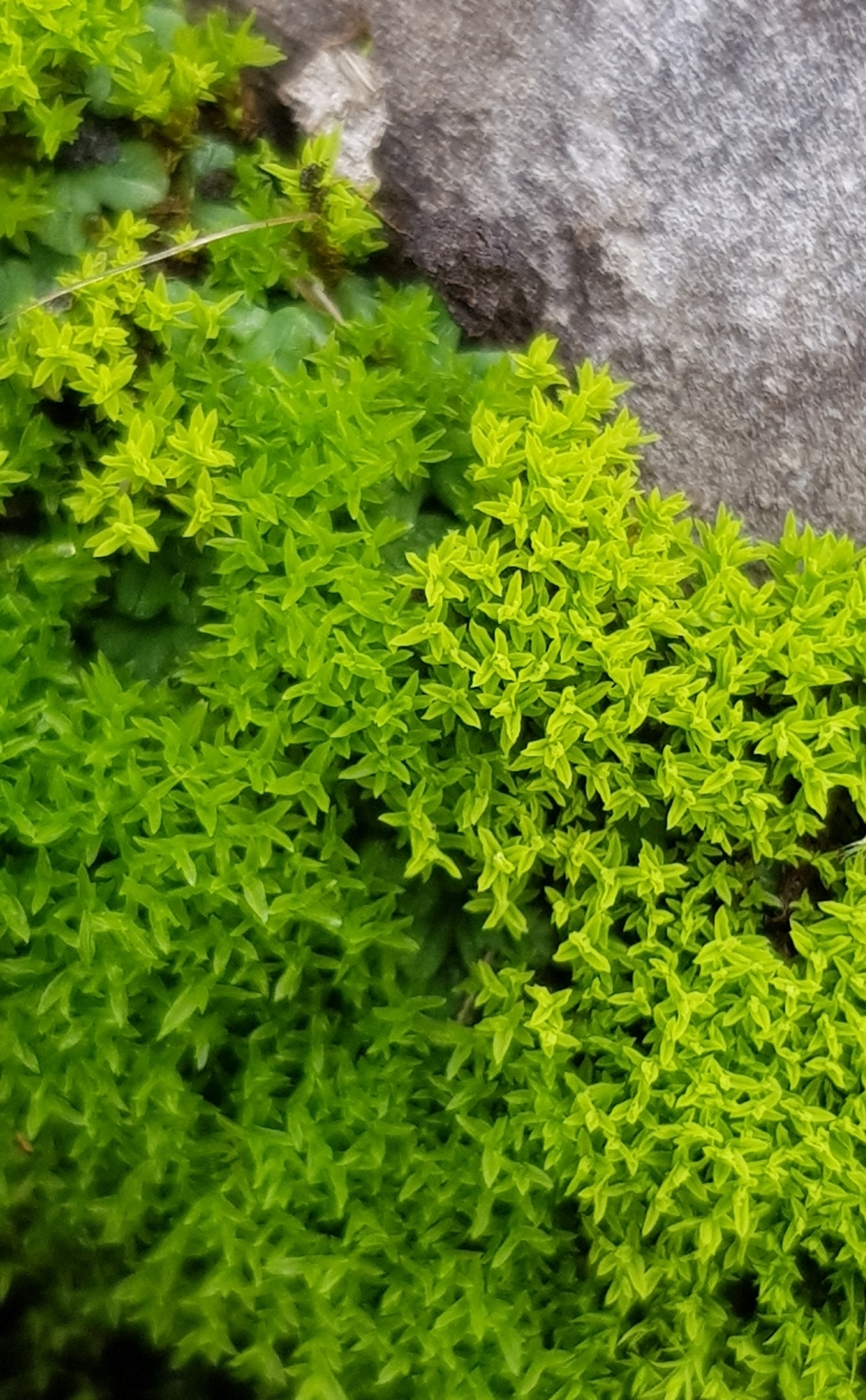Streblotrichum convolutum