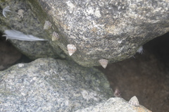 Bembicium