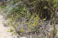 Aspalathus ericifolia