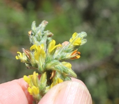 Aspalathus ericifolia