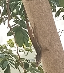 Anolis sagrei