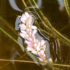 Persicaria limbata