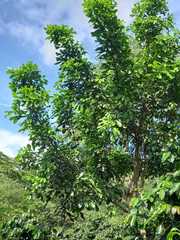 Millettia