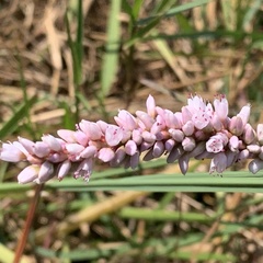 Persicaria limbata