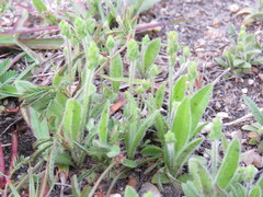 Plantago hookeriana