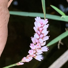 Persicaria limbata