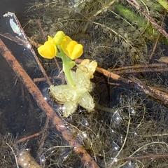 Utricularia stellaris image