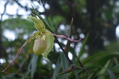 Lorifolia