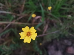 Tagetes subulata