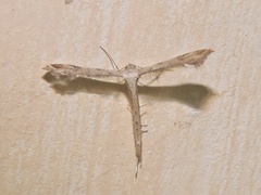 Stenoptilodes taprobanes