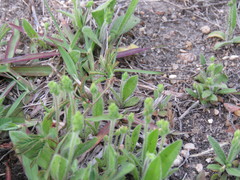Plantago hookeriana