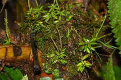 Peperomia caespitosa