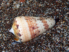 Conus canariensis