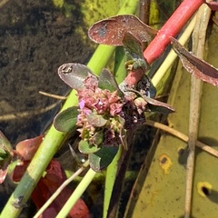 Ammannia crassicaulis