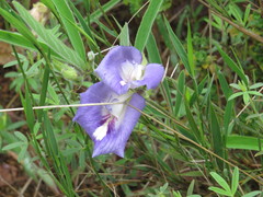 Clitoria guianensis