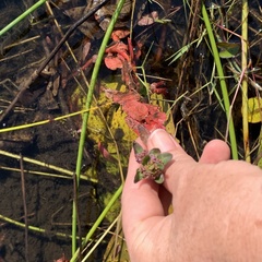 Ammannia crassicaulis