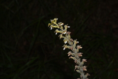 Sarcoglottis schaffneri