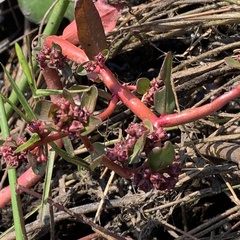 Ammannia crassicaulis