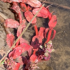 Ammannia crassicaulis