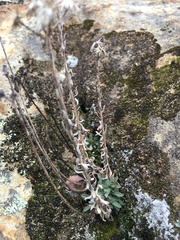 Erigeron petrophilus
