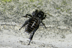 Stenopelmatus minor