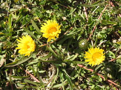 Grindelia scorzonerifolia