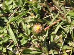 Grindelia scorzonerifolia
