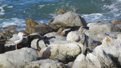 Chroicocephalus cirrocephalus