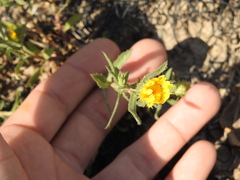 Grindelia cabrerae