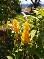 Pachystachys lutea