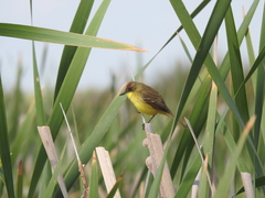 Pseudocolopteryx citreola