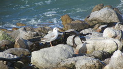 Chroicocephalus cirrocephalus