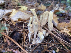 Clavariadelphus americanus