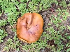 Boletus rubriceps