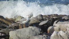 Chroicocephalus cirrocephalus