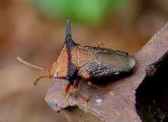 Andriscus telifer