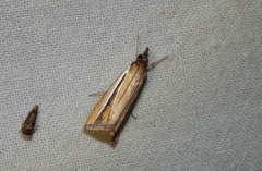 Classeya argyrodonta