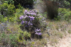 Felicia fruticosa