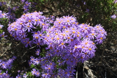 Felicia fruticosa