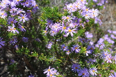 Felicia fruticosa