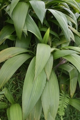 Molineria capitulata