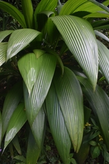 Molineria capitulata