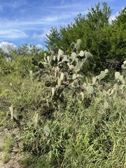Opuntia alta