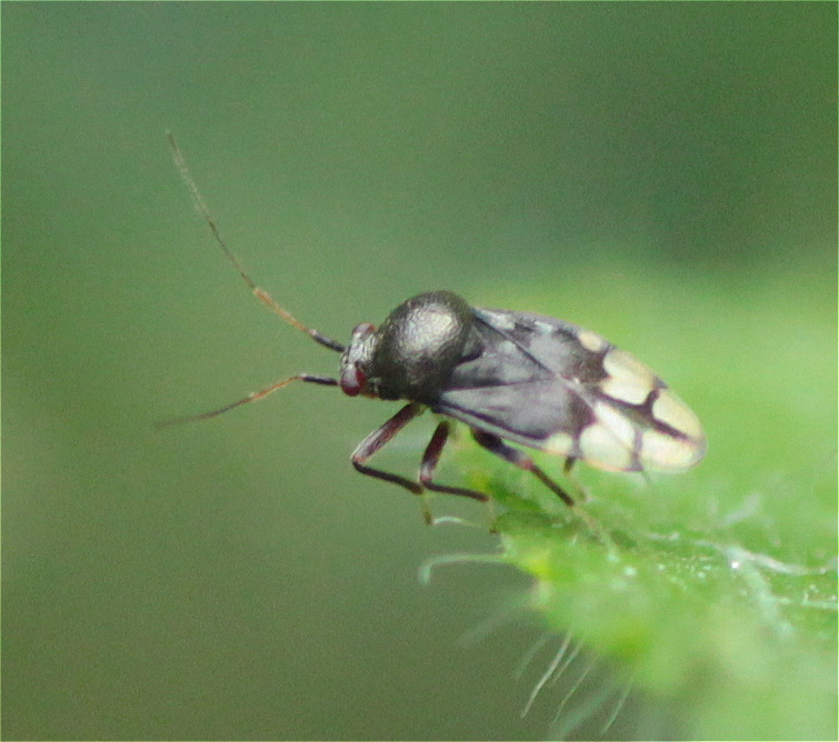 Pycnoderes atratus