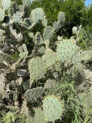 Opuntia alta