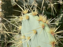 Opuntia alta