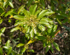 Lithraea brasiliensis
