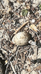 Burhinus
