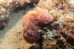 Aplidium nordmanni
