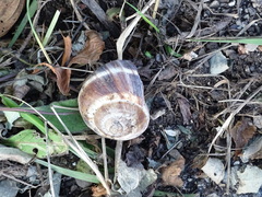 Helix lucorum